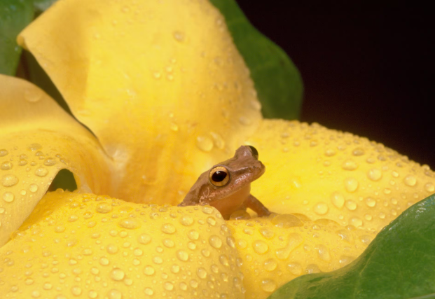 a coqui inside a yellow flower