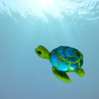 example of turtle