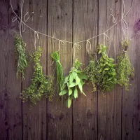 drying herbs