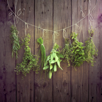 drying herbs